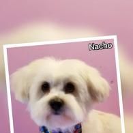 Small fluffy white dog named Nacho against a pink background