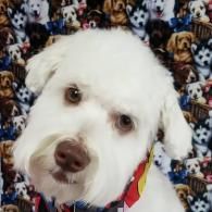 White fluffy dog with a colorful collar, looking at the camera on a patterned dog-print blanket