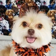 Small fluffy white dog wearing an orange-and-black collar, smiling against a dog-patterned background