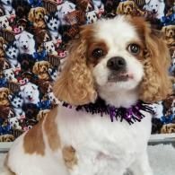 Small white and brown dog with curly ears wearing a purple collar against a patterned backdrop