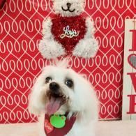 White fluffy dog in a red sweater posing in front of a red holiday teddy bear backdrop
