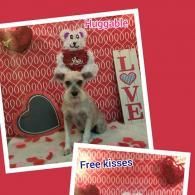Dog in a heart-themed collage with “Huggable,” “LOVE,” and “Free kisses” text.