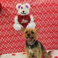 Small dog sitting in front of a white teddy bear holding a red heart, against a red patterned backdrop