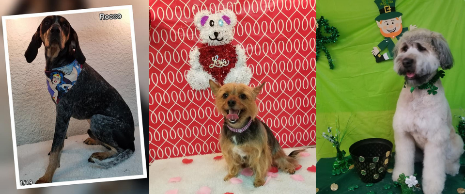 Three small dogs posed in festive holiday settings, including a black-and-tan dog and a poodle in Santa outfits.