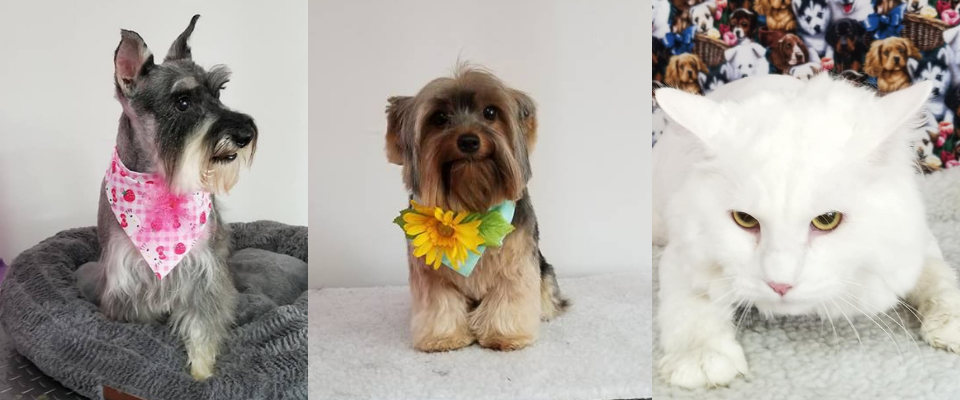 Three small dogs wearing colorful bandanas posed side by side on a white background.