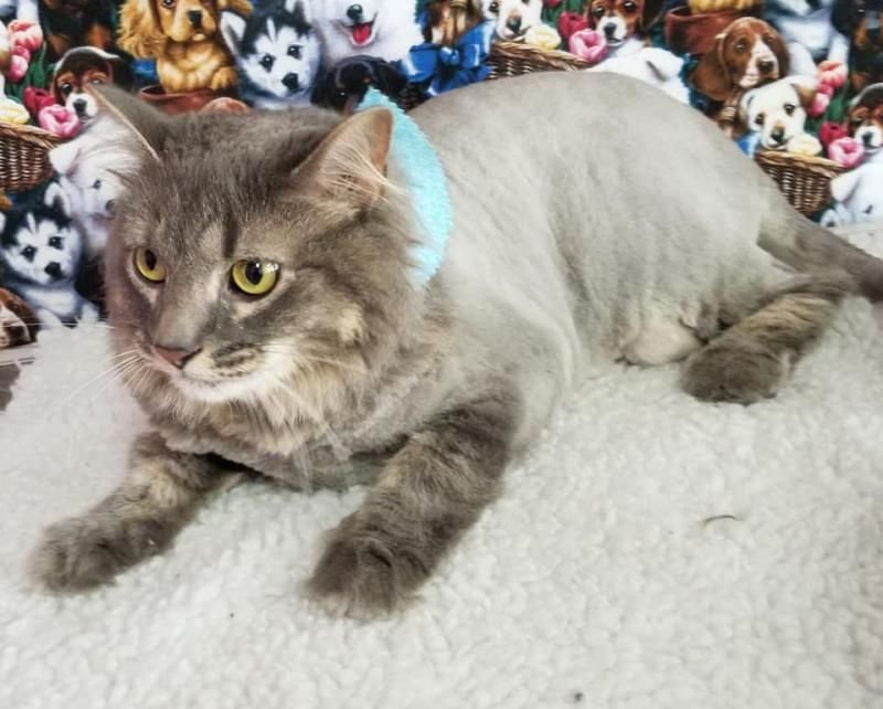 Gray cat with yellow eyes and a blue harness lying on a white blanket, with dog plush toys in the background