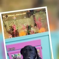 Fish tank above a framed black dog portrait labeled “Brady”