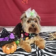 Small dog in a black Halloween outfit with a green bow, lying beside a pumpkin on a zebra-print blanket.