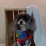 Small dog in a colorful bandana sits beside a towel, against a light wall.