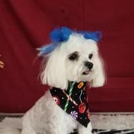 Small white dog with blue bows and a black bandana against a red backdrop