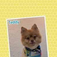 Small tan dog wearing a colorful bandana against a yellow patterned background, labeled “Teddy”