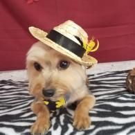 Small tan dog wearing a straw hat with a black band, resting on a zebra-patterned blanket.