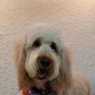 Fluffy tan dog with long ears wearing a patterned bandana against a textured beige wall
