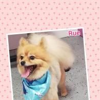Small fluffy tan dog wearing a blue bandana, standing on pavement and panting happily.