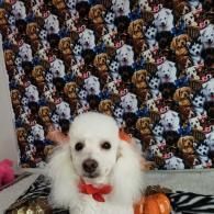 Small white dog with a red bow sits on a bed in front of a patterned dog-print backdrop.