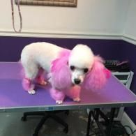 White poodle with pink-dyed legs and ears standing on a grooming table