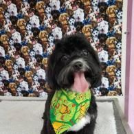 Black dog wearing a green bandana, sitting in front of a colorful dog-patterned wall