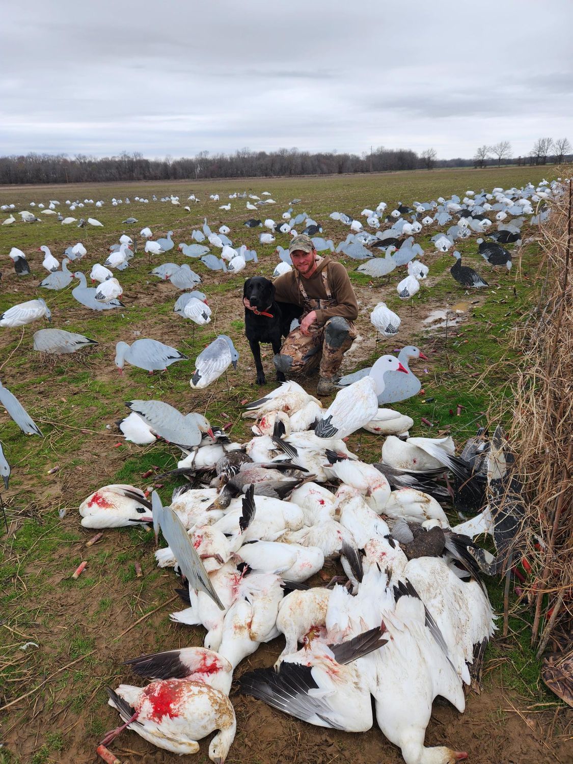 Hunter kneels with black dog and pile of harvested snow geese in a field of decoys.