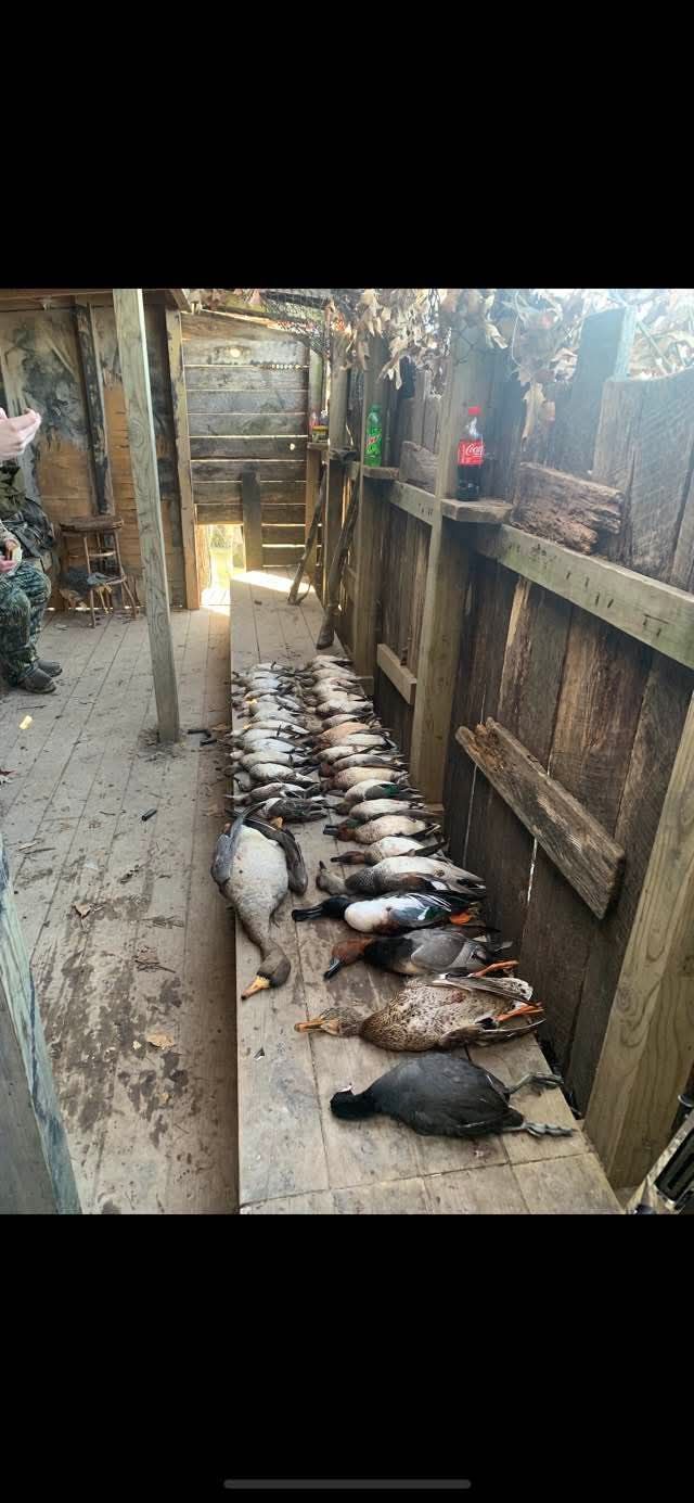 Dead ducks and coots arranged on a wooden surface in an outdoor hunting blind.