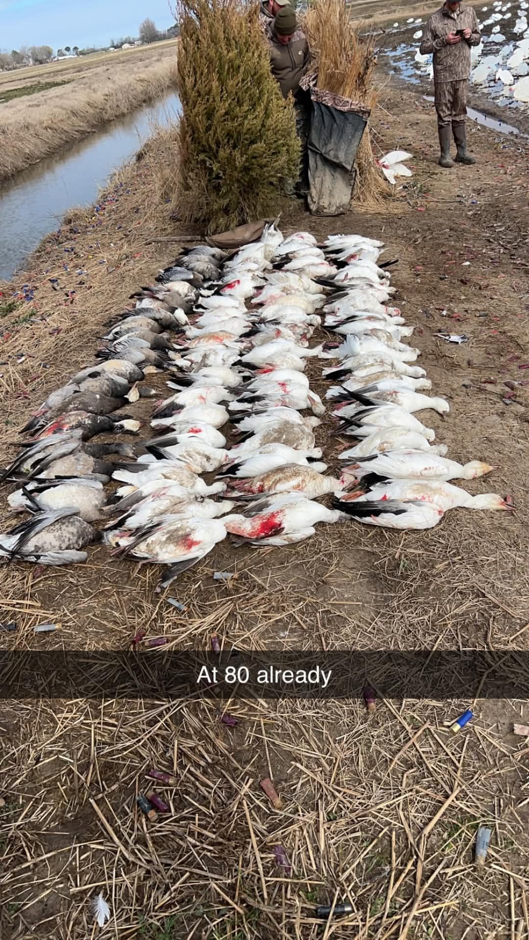 Hunters standing near a large pile of harvested ducks. Ducks are lying on the ground with the text