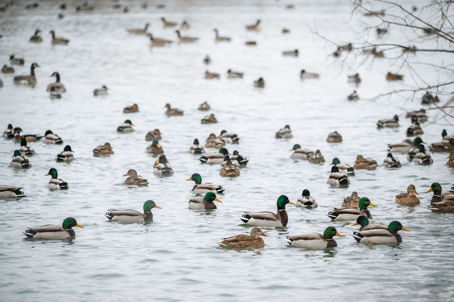 Mallards swimming on a calm lake, with many ducks scattered across the water.