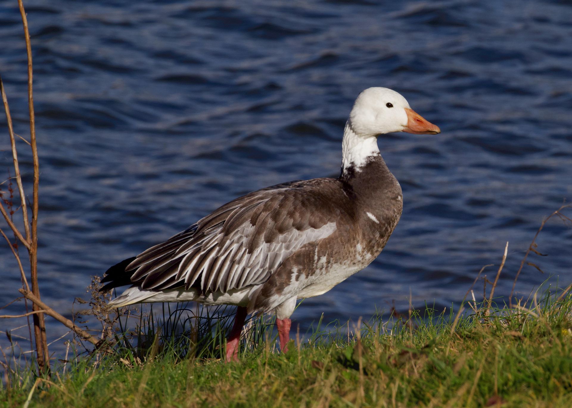 Brown and white waterfowl with a white head stands on a grassy bank near a body of water.