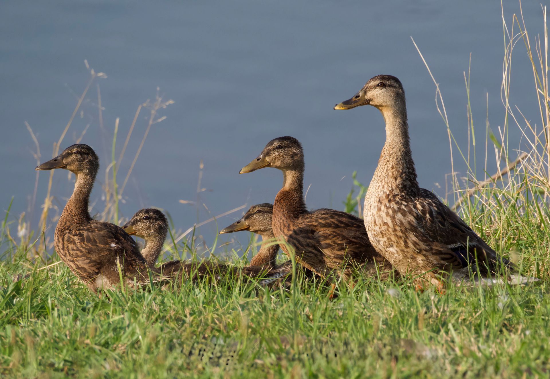 Four ducks standing in grass by the water, with one tall duck on the right