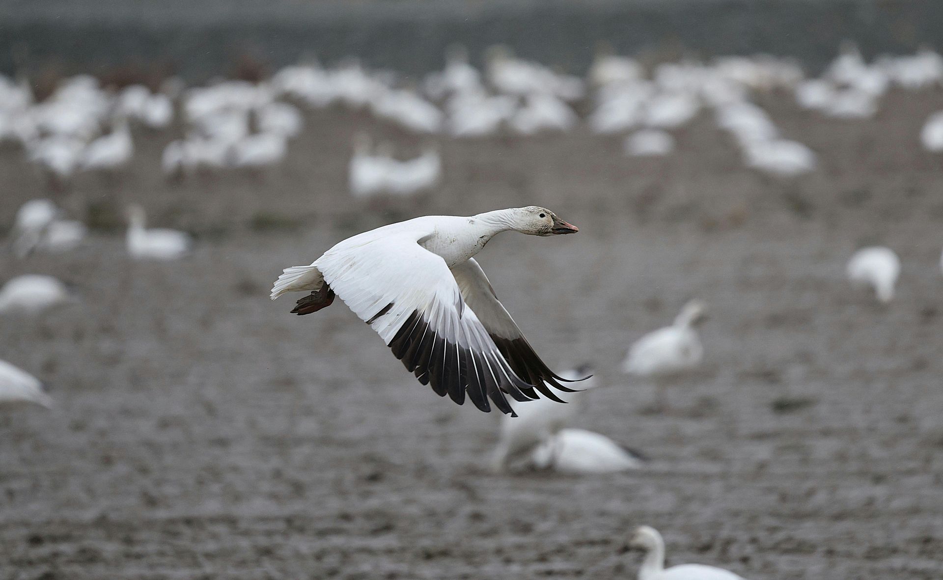 White bird flying low over a muddy field with many birds in the background