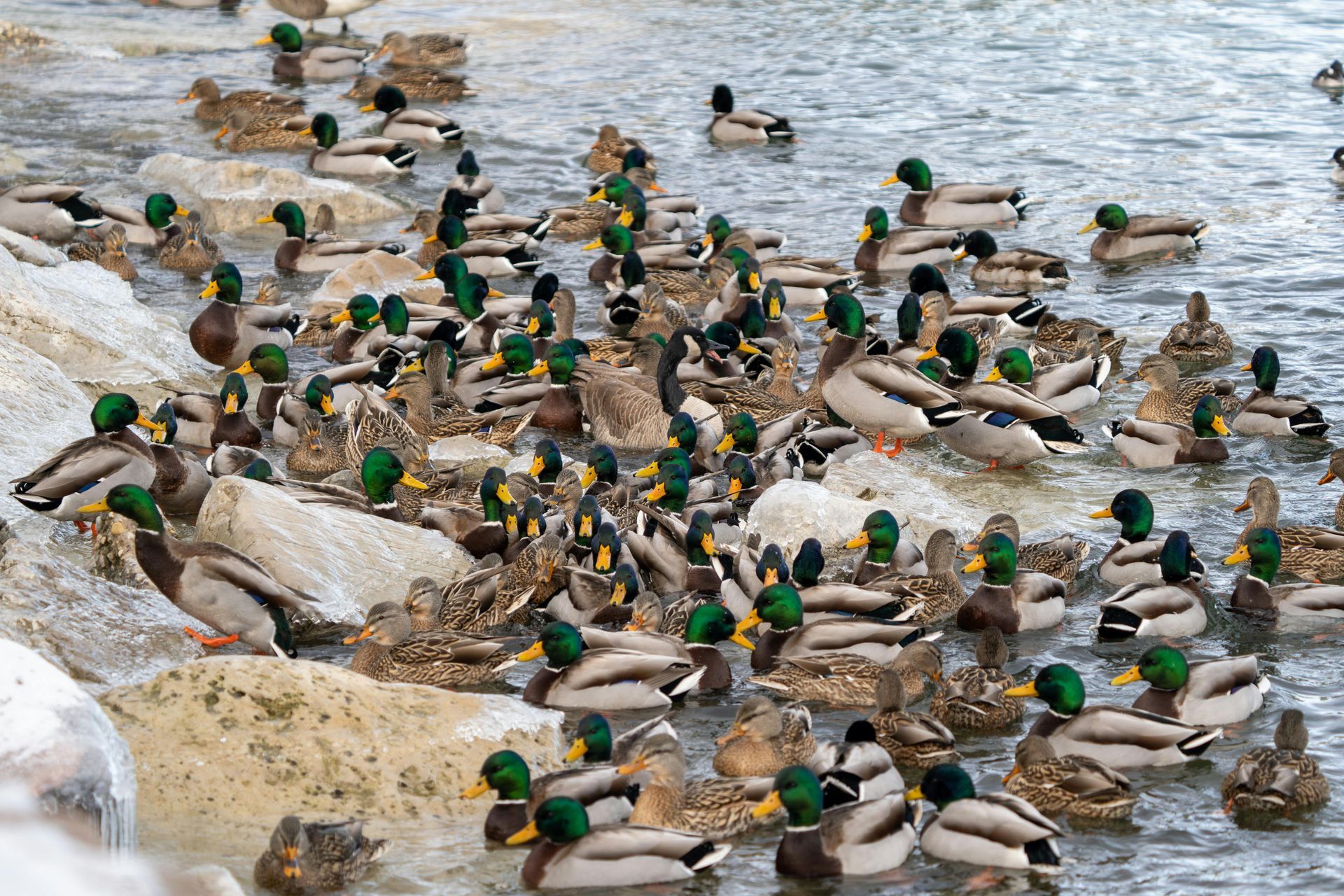 A flock of ducks with green heads gathered at the water’s edge and swimming in a shallow pond.