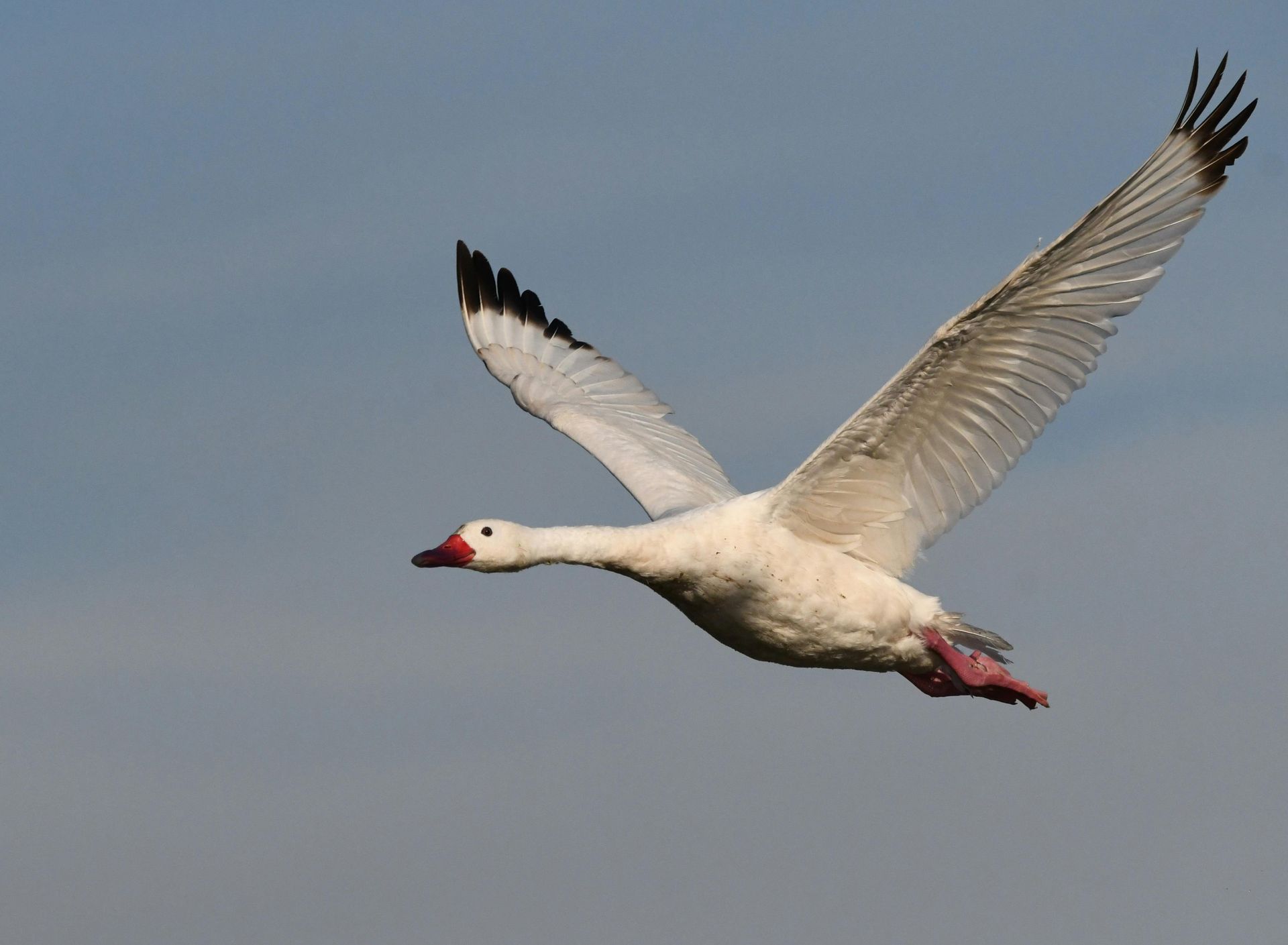 White swan flying in a gray sky with wings spread wide and a red beak and feet