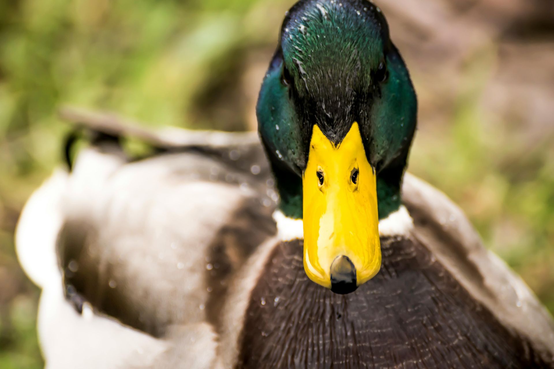 Mallard duck with iridescent green head and bright yellow bill, looking directly at the camera.