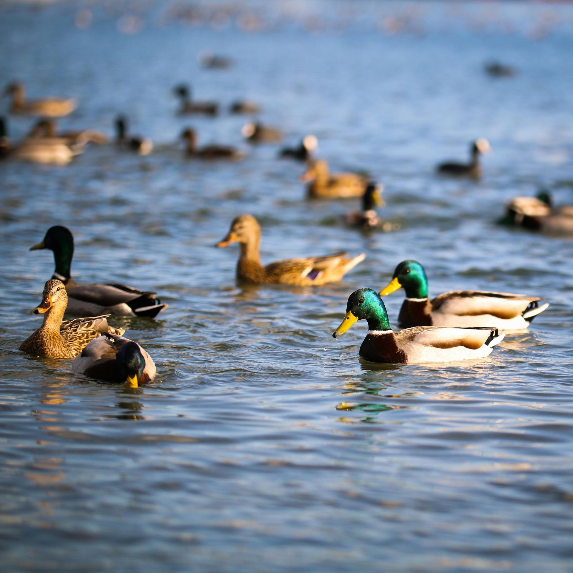 Mallards swimming on a sunlit lake, with several ducks in the foreground and others blurred in the background