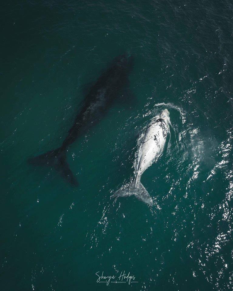 Two whales in dark turquoise ocean; one gray, the other dark.