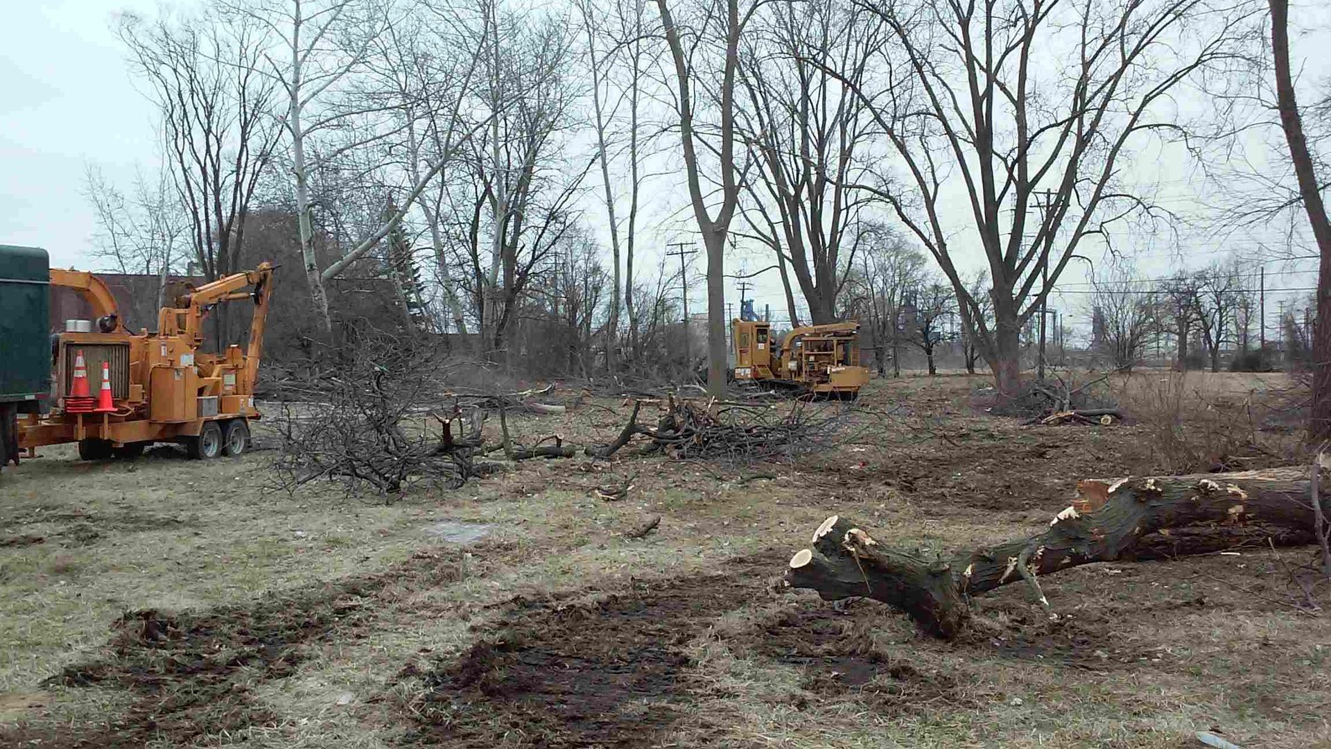 tree removal