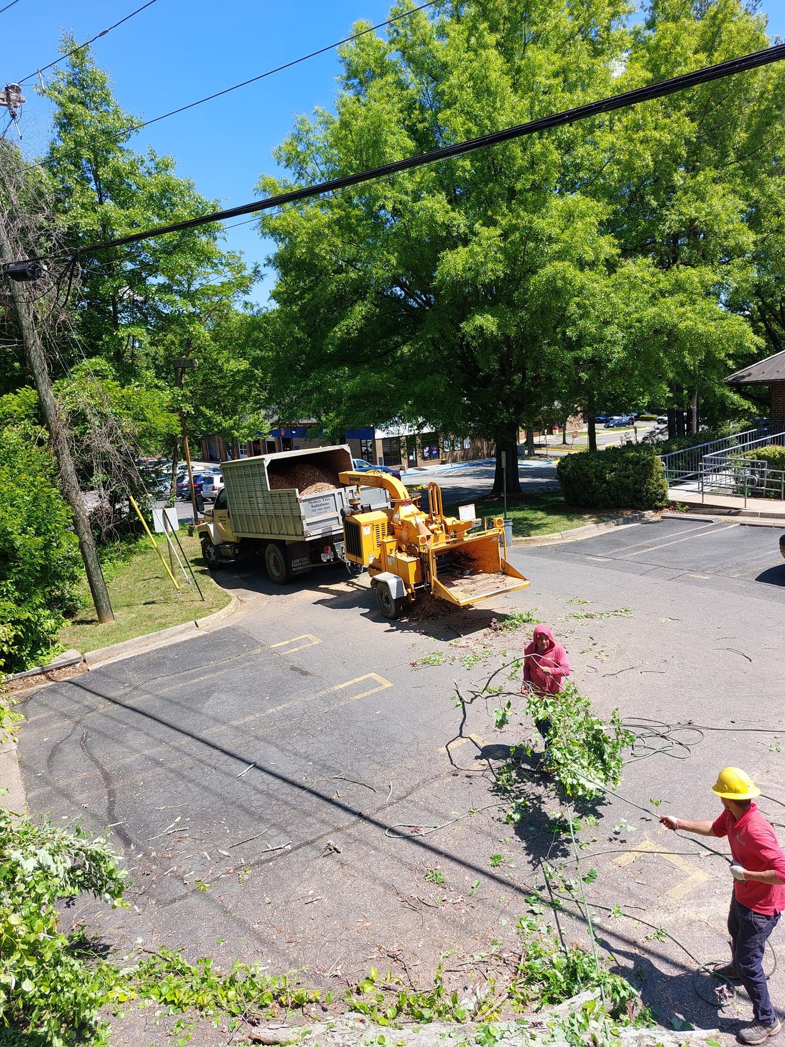 tree service