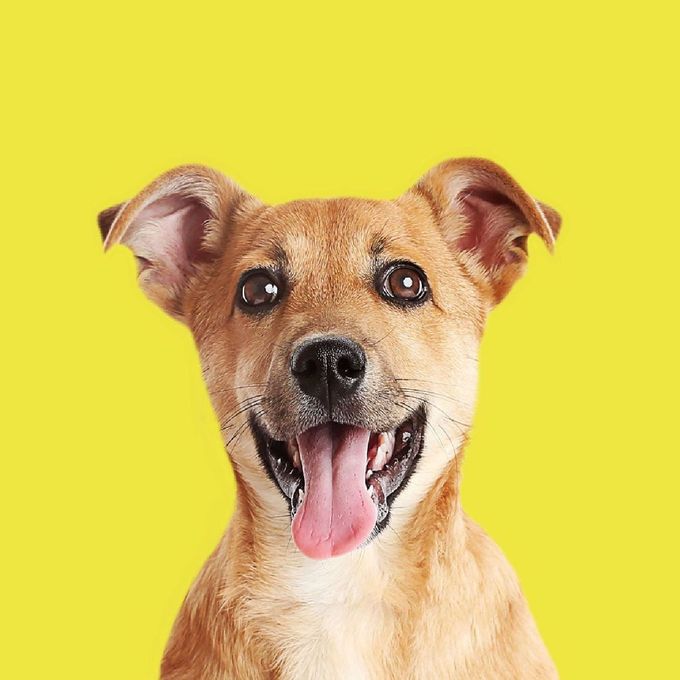 cute dog