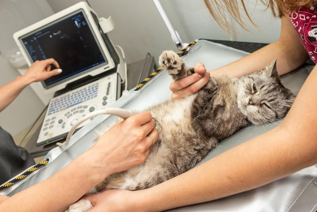 Gato recebendo ultrassom abdominal em uma clínica veterinária.