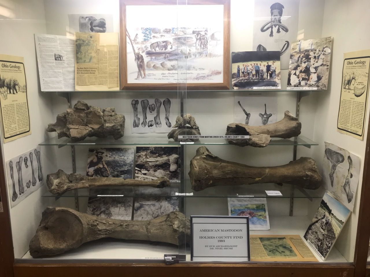 Display case with large fossil bones, historical documents, and drawings.