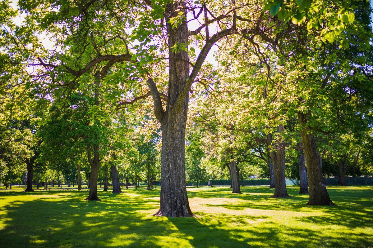 A row of trees in a park with the sun shining through the leaves.