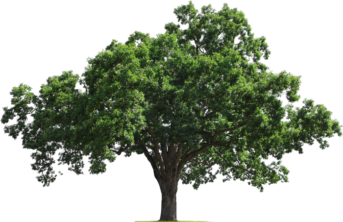 A tree with lots of green leaves on a white background