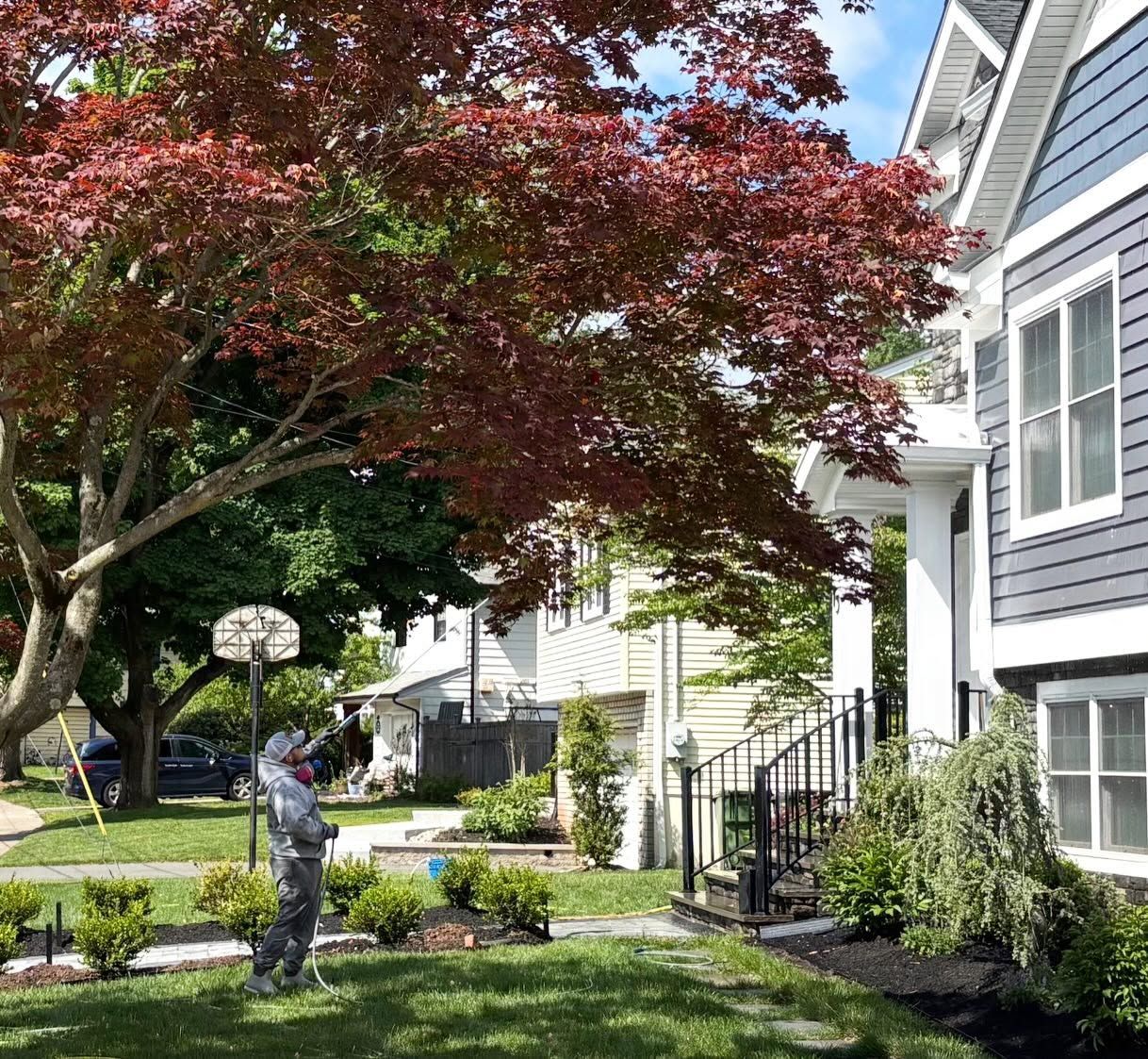 Crew washing under Japanese maple — Catanzaro's Power Washing