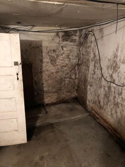 mold removal 10