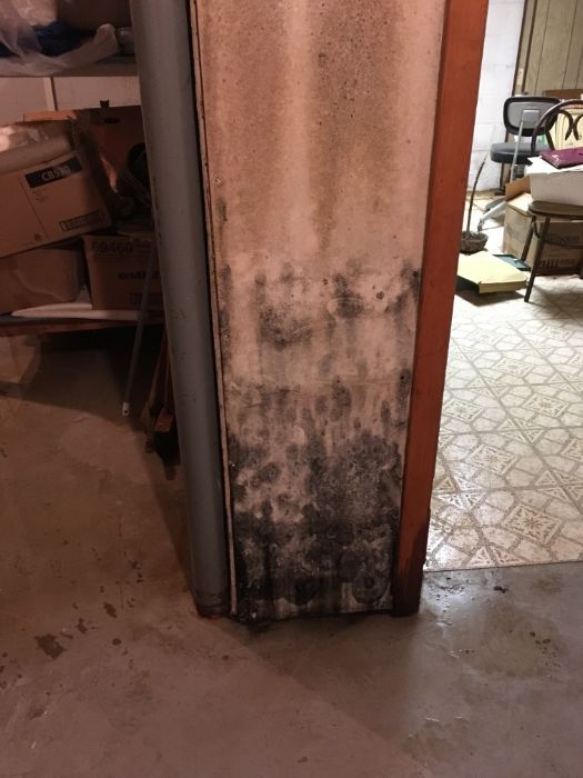 mold removal 11