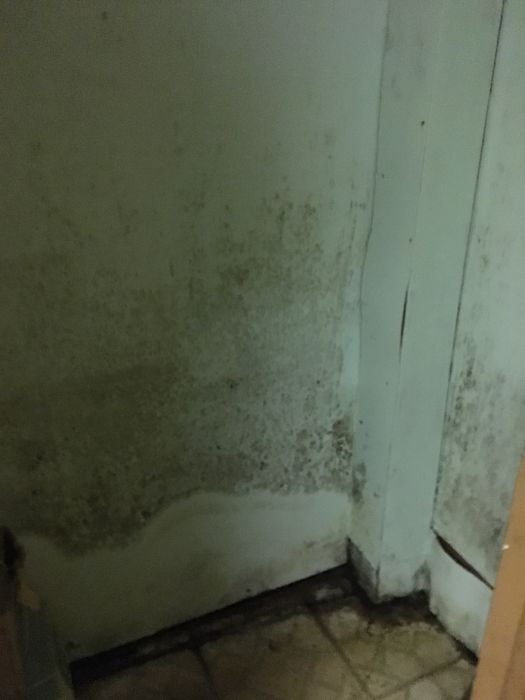 mold removal 12
