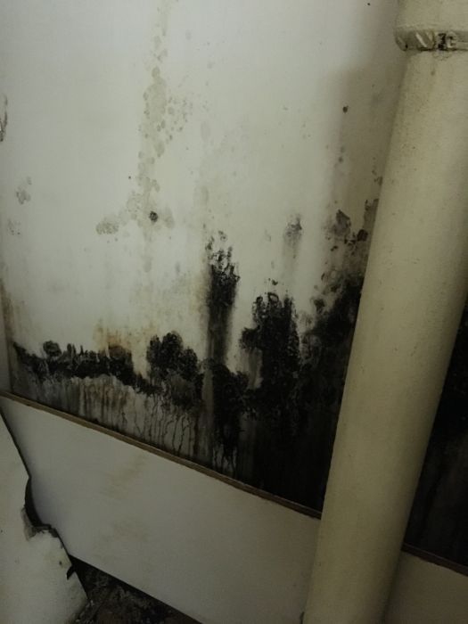 mold removal 13