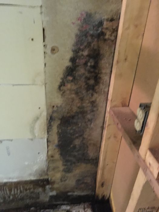 mold removal 15