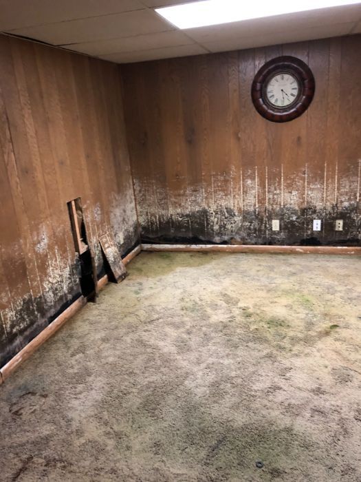 mold removal 16