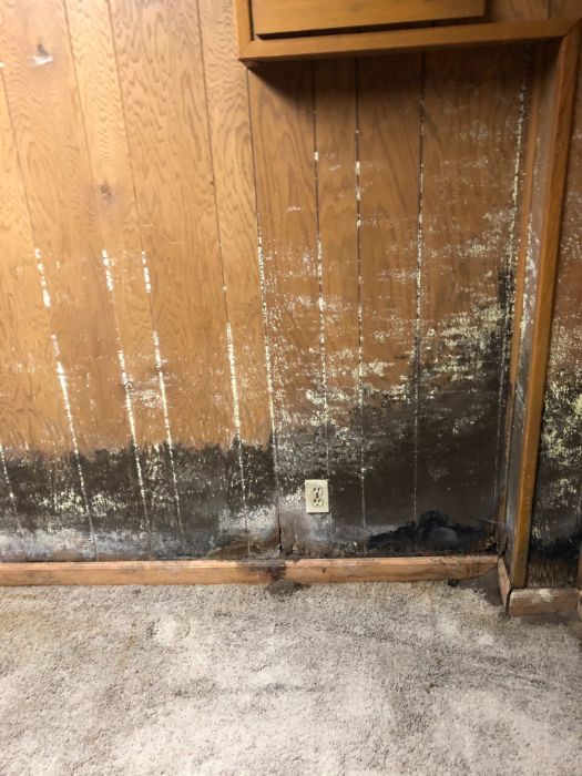 mold removal 17