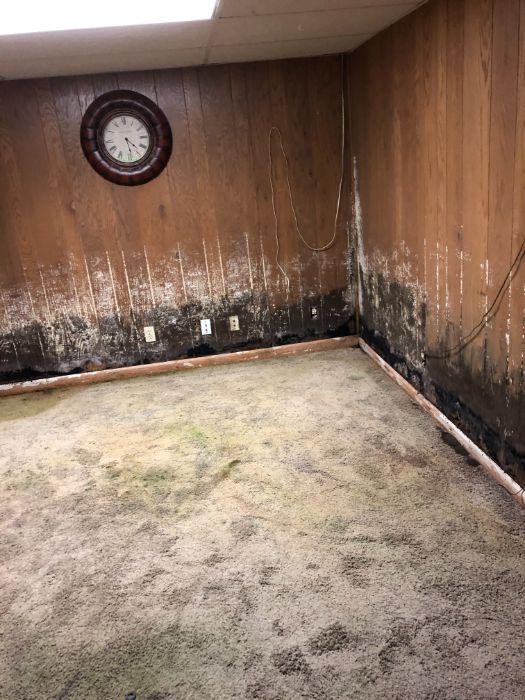mold removal 18