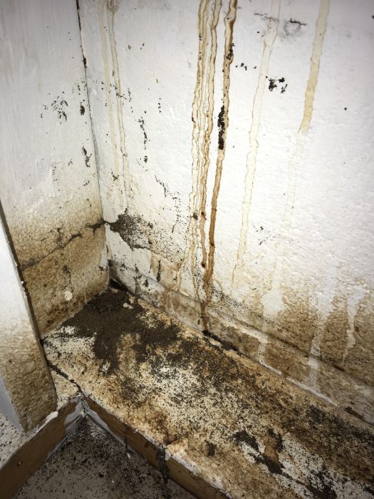 mold removal 2